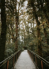 Walkway in a tropical jungle