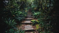 Forest desktop wallpaper, tropical jungle pathway background