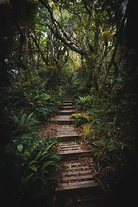 Pathway in a tropical jungle
