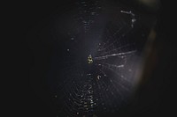 Closeup of a spider web