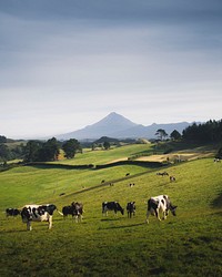 A herd of black and white cows on a grassland