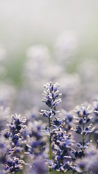 Spring phone wallpaper background, beautiful purple wildflower