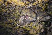 Japanese macaque on a tree in Arashiyama, Kyoto, Japan