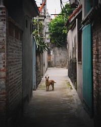 Dog standing in an alley