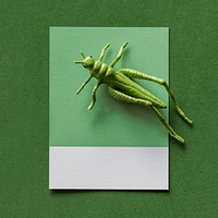 Colorful miniature grasshopper on a paper