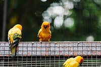 Yellow birds in an enclosure