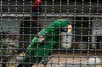 Green parrot clasping on a metal fence