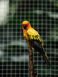 Colorful parakeet on a tree branch