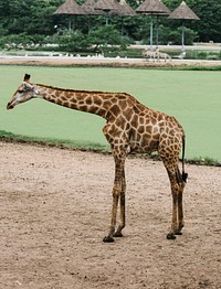 A giraffe in an outdoor park