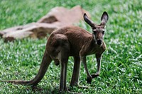 A baby kangaroo on the grass