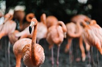 A group of flamingo gathered around