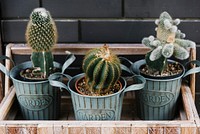 A bunch of cactus plants in garden pots