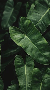 Summer leaf iPhone wallpaper, jungle background