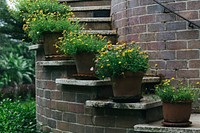 Flower pots on a brick steps