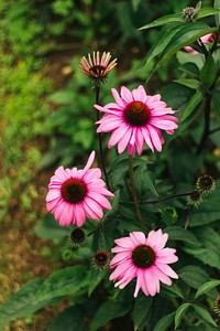 Closeup of pink flowers in a garden