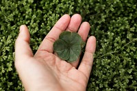 Hand holding a three leaf clover