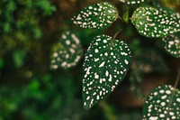 Green leaves with white dots macro shot
