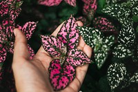 Pink and green leaves in a hand