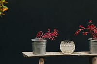 Red plants in steel pots in a black background