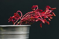 Red plant in a steel pot