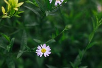 Small pink flower in a garden