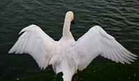 A swan spreading its wings