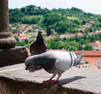 Closeup of pigeons at Česk&yacute; Krumlov town in the Czech Republic