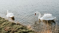 Mute Swan in a lake in England