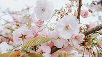 Yoshino Cherry blooming in the spring