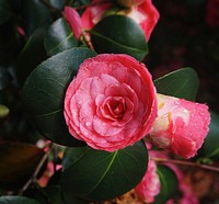 Blooming Japanese camellia in the wild