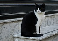 Bicolor cat sitting on a marble step
