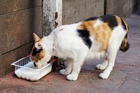 Cat drinking milk off a plastic container on the street