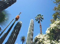 Cacti and tropical trees in a garden at Morocco