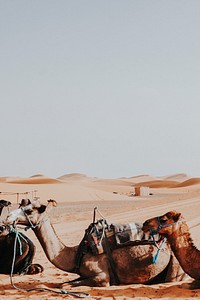 Camel rides at Erg Chebbi, Morocco