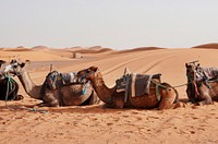 Camel rides at Erg Chebbi, Morocco
