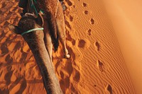 Camel ride at Erg Chebbi, Morocco
