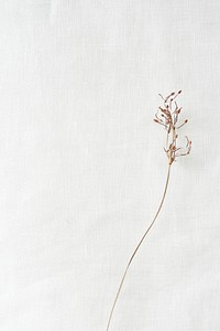 Dried branch on a white paper