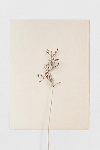Dry branch on a brown paper