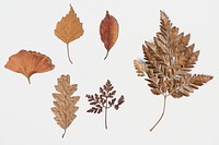 Dried leaves on white background collection