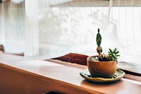 Cactus plant in a pot by the window