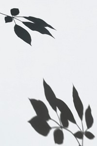 Shadow of leaves on a white wall psd