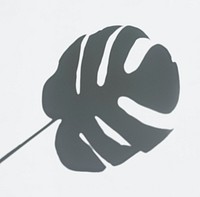 Monstera deliciosa shadow on a white wall psd
