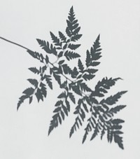 Shadow of a fern leaf on a white wall psd