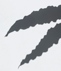 Shadow of leaves on a white wall psd