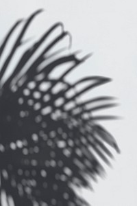 Shadow of palm leaves on a white wall psd