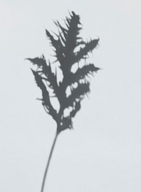 Shadow of a Leatherfern leaf on a white wall psd