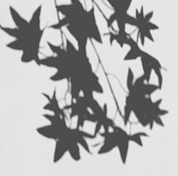 Shadow of Maple leaves on a white wall psd