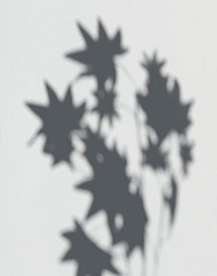 Shadow of Maple leaves on a white wall psd