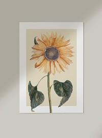 Painted sunflower in a frame on the wall psd