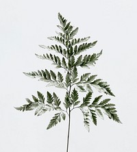 Leatherleaf fern on white background psd